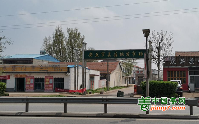 黑埠子最新姜价格揭秘，小巷中的神秘姜香之旅