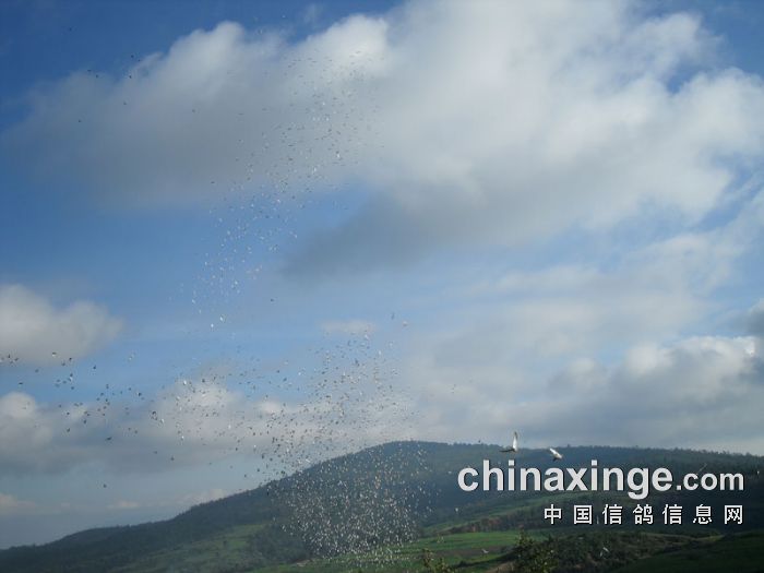云南和平公棚最新公告及任务完成指南