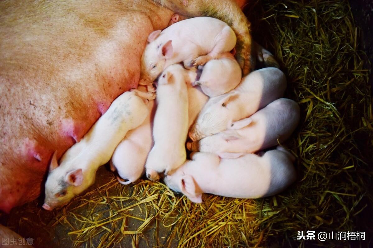 科技智能养殖重塑体验，今日仔猪最新价格更新