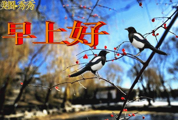 最新祝福短信编写指南与精选祝福短信呈现