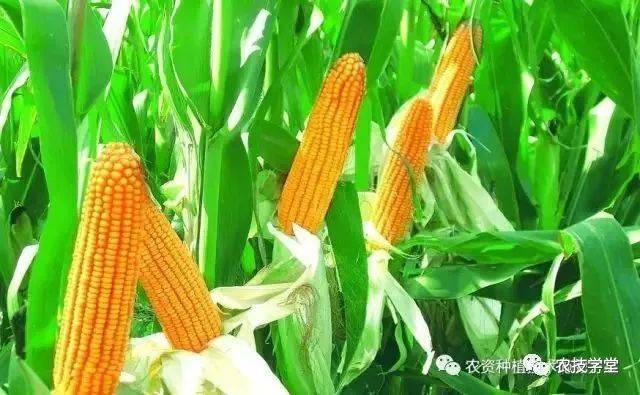 最新玉米种子及其观点论述解析
