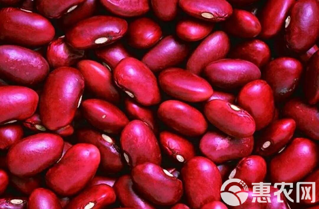 红豆最新价格，历史背景、重要事件与地位概述