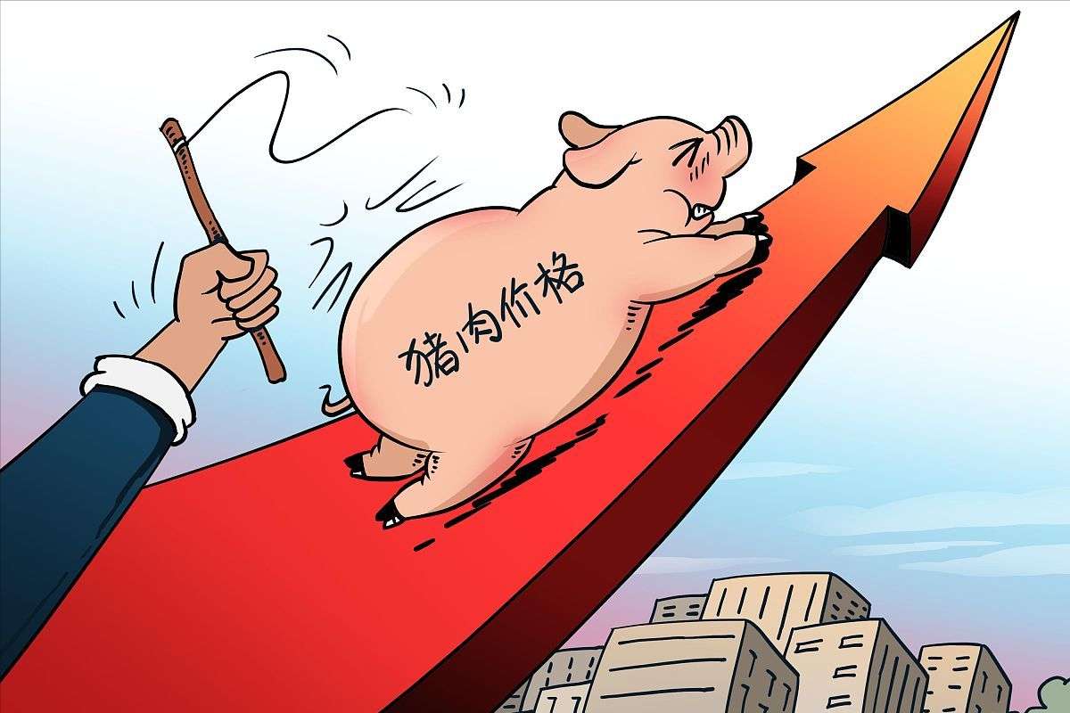 河南最新猪价变化中的机遇与自信成就感解析