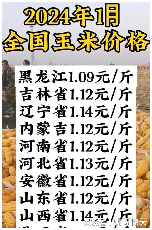 吉林玉米最新价格探讨与分析