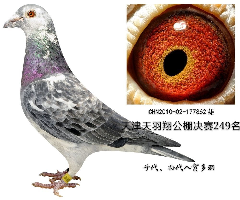 天羽翔公棚最新公告揭秘，背景、事件与地位全面详述